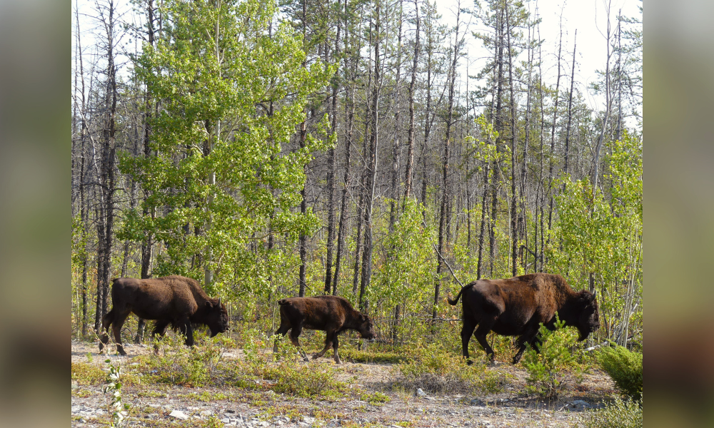Trois bisons errant dans la forêt